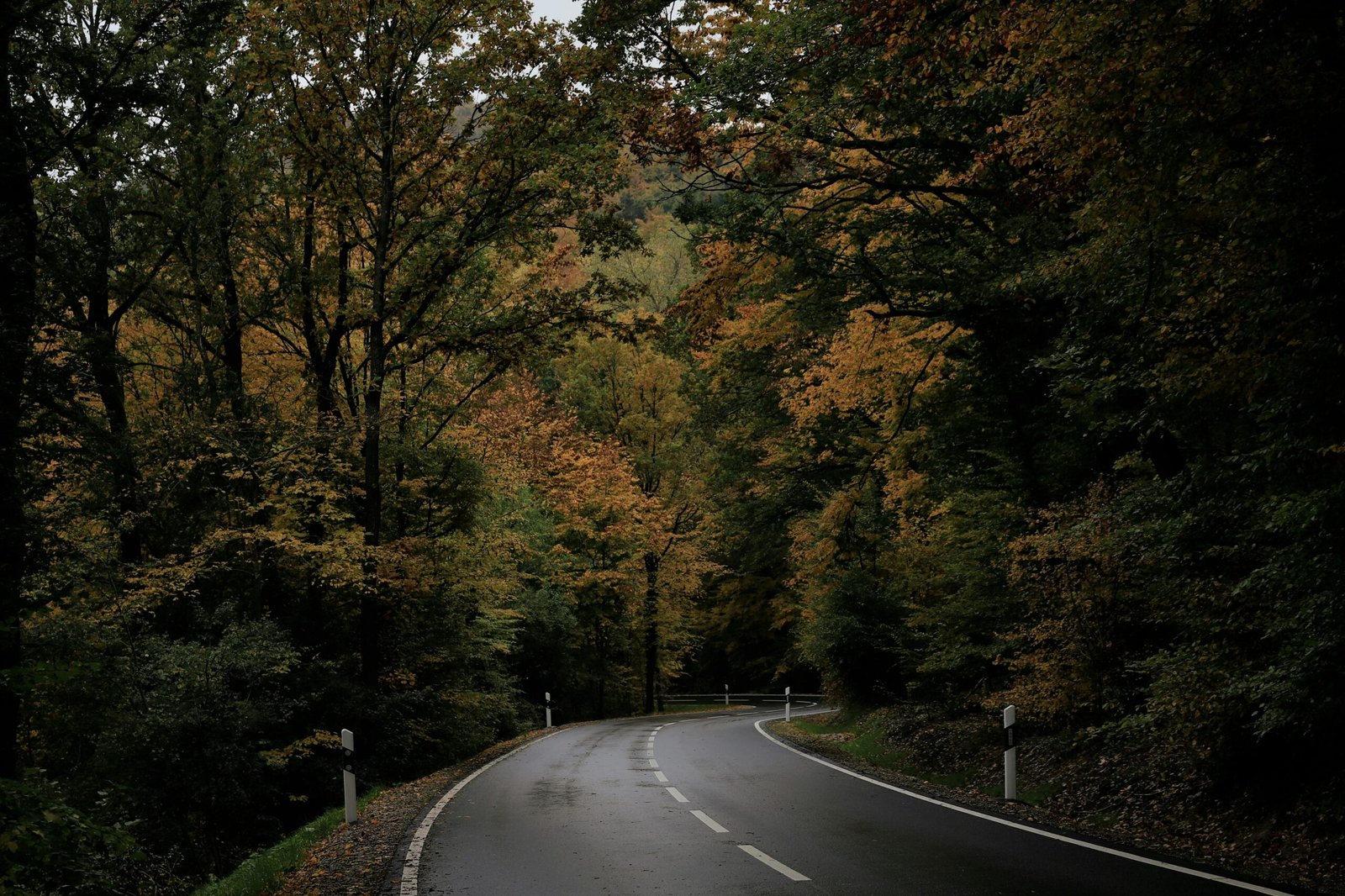 A winding road through a forest with vibrant autumn foliage and wet pavement.