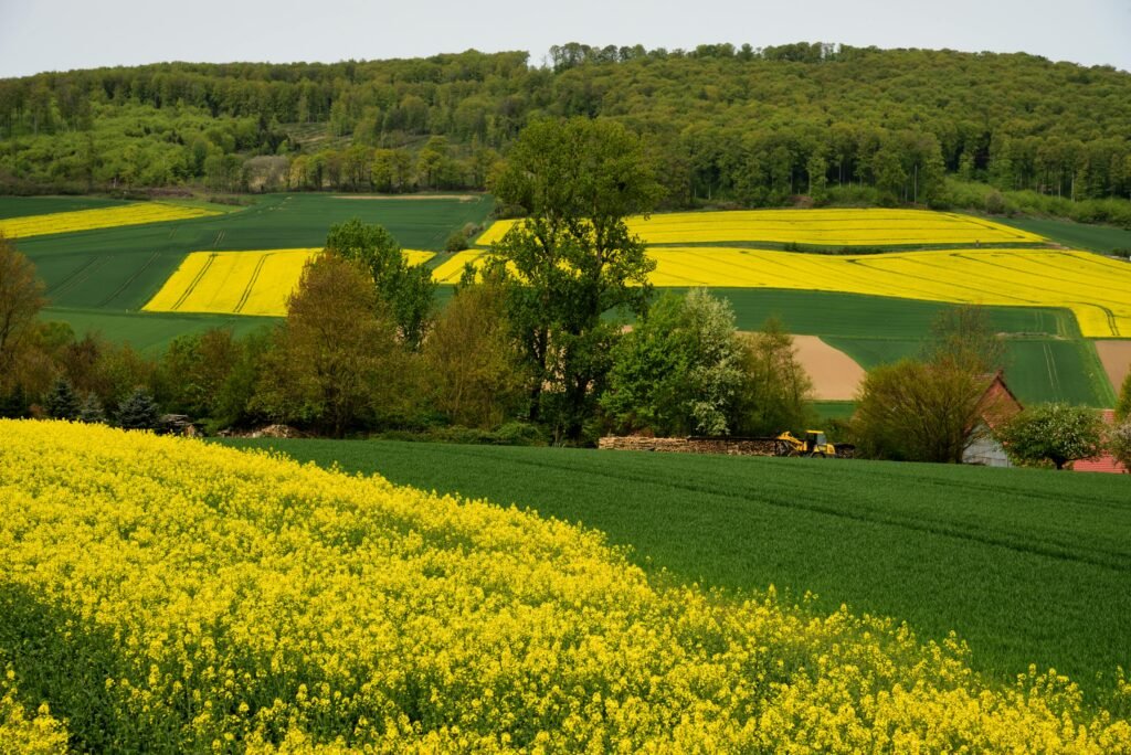 Germany Colorful canola fields in Kalefeld, Niedersachsen, capture the vibrant essence of spring.