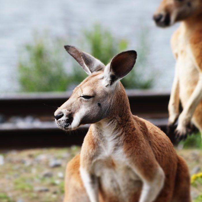 kangaroo, australia, nature, animal, park, wildlife, wild, mammal, outback, symbol, outdoor, marsupial, travel