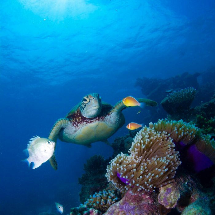 A captivating underwater scene featuring a sea turtle swimming amidst colorful fish and corals in the Great Barrier Reef.